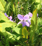 BELTANE – Nacht von 30.04. auf 01.05.